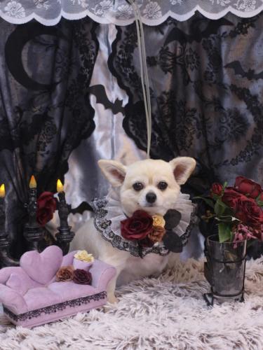 20231031ポロくん